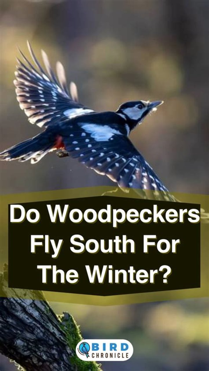 do woodpeckers fly south for the winter