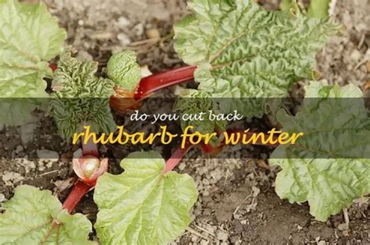 Do you cut back rhubarb