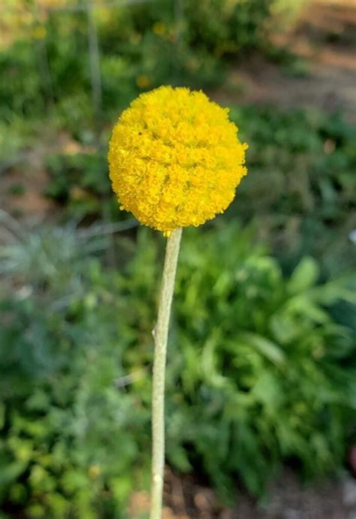 Do you put Craspedia in water