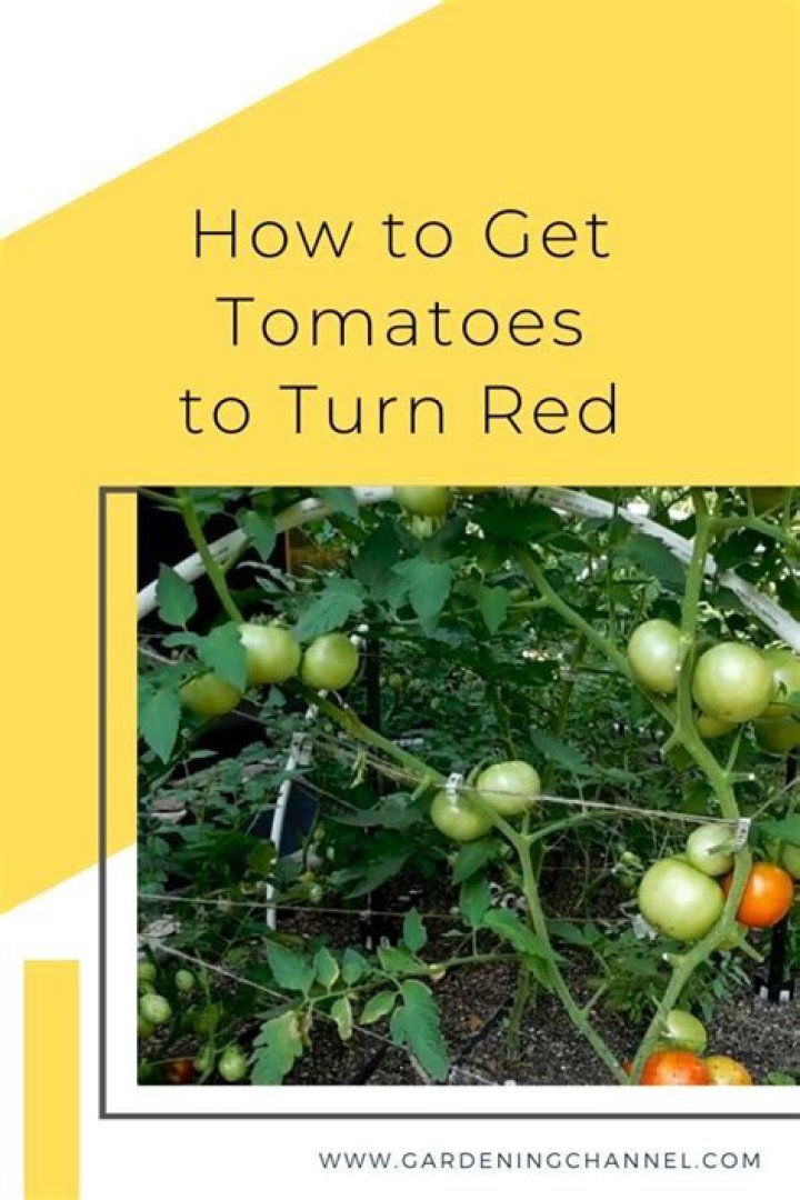 Do you wait for tomatoes to turn red before picking