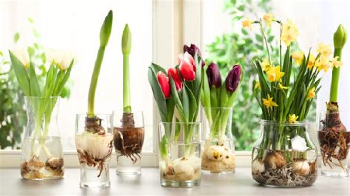 Do you water tulips after planting