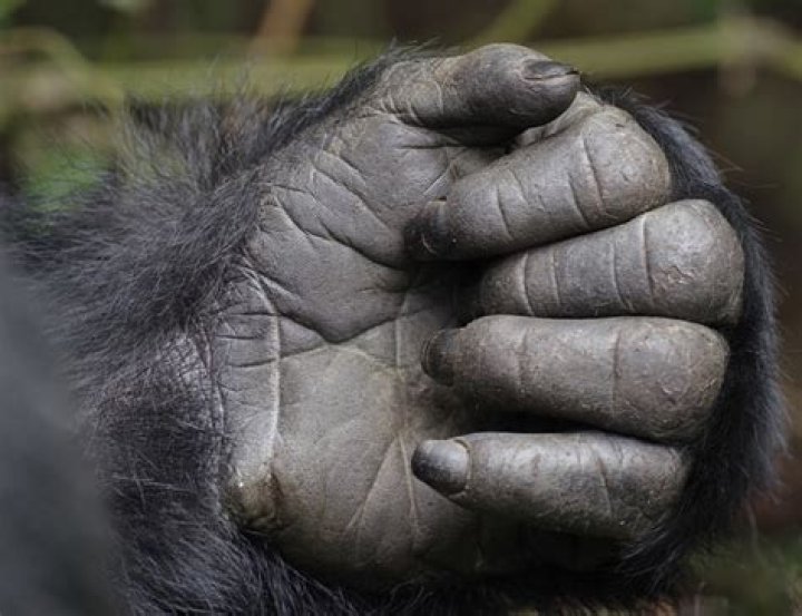 Does a gorilla have a thumb