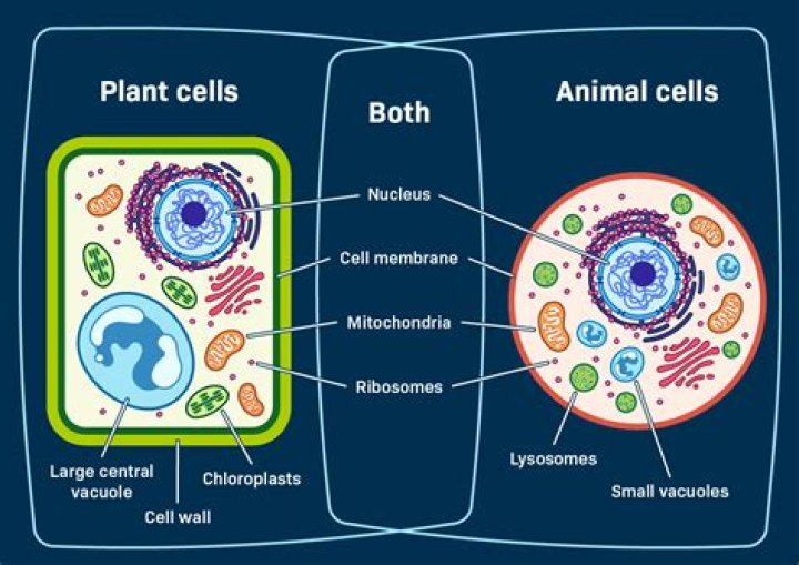 Does all cells contain the same organelles?