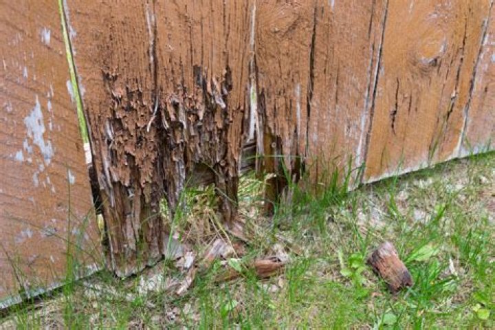 does cedar rot