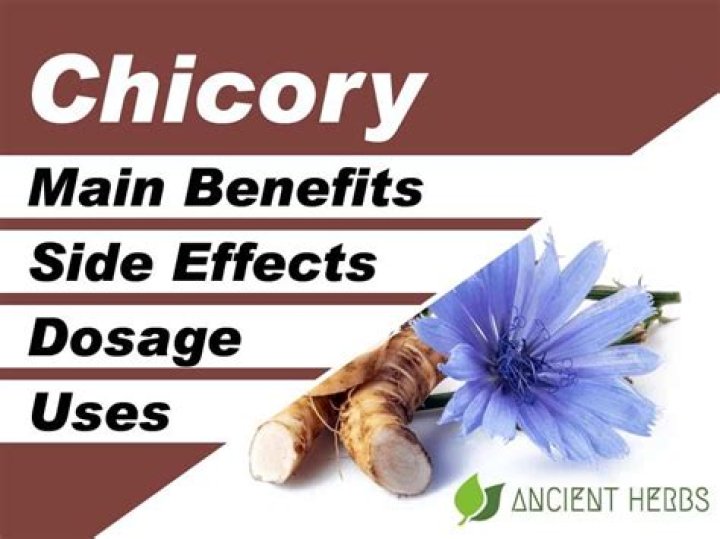 Does chicory root increase appetite