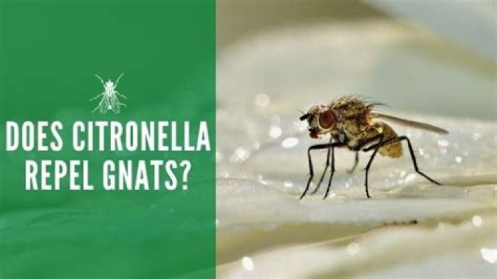 does citronella repel gnats