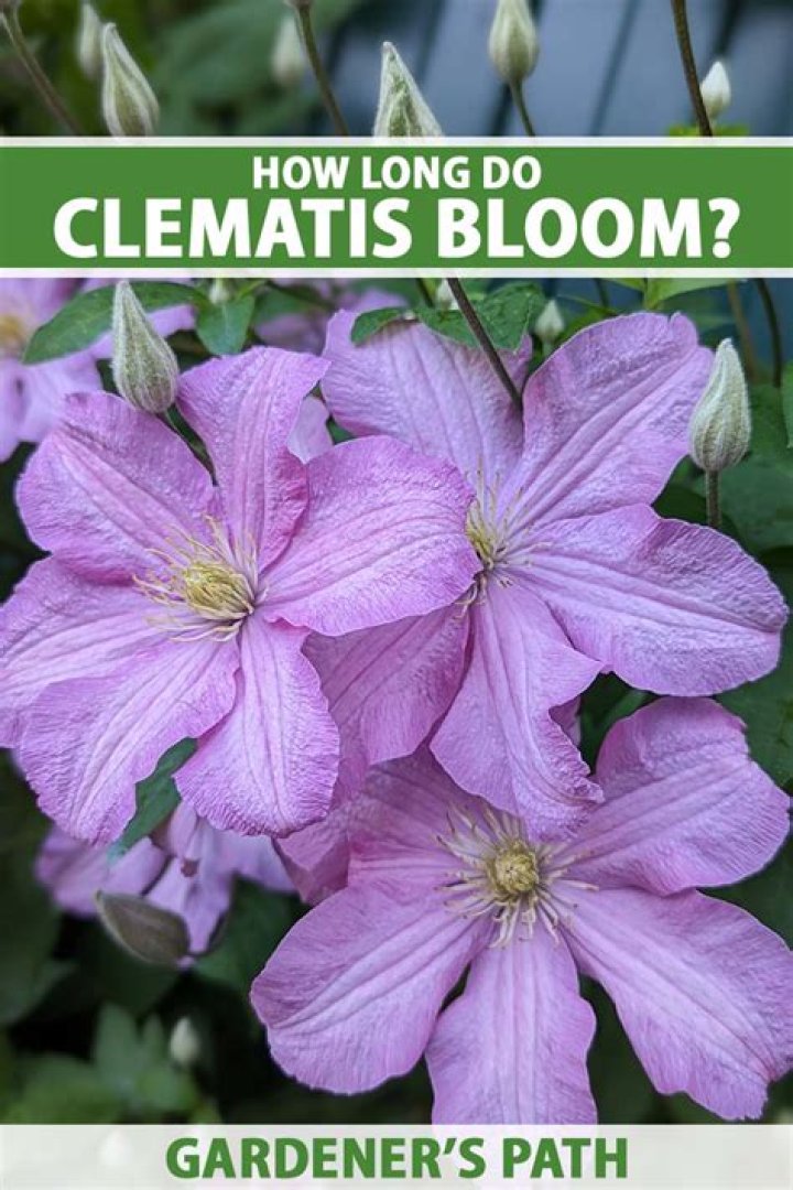 Does clematis bloom the first year