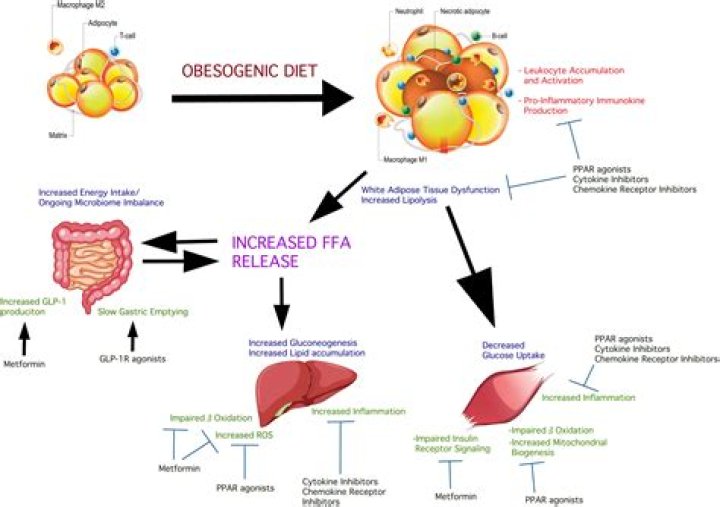 Does diabetes affect metabolism? | ContextResponse.com