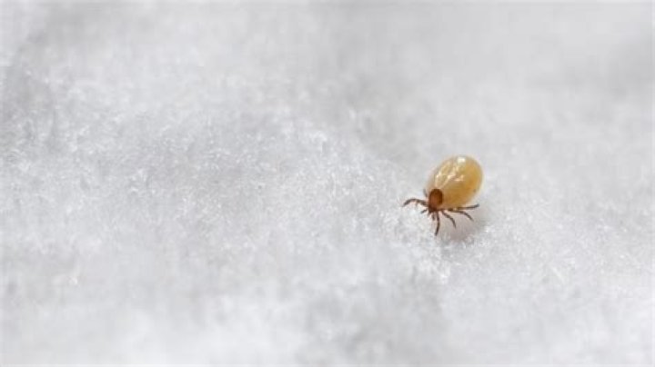 does diatomaceous earth kill mites