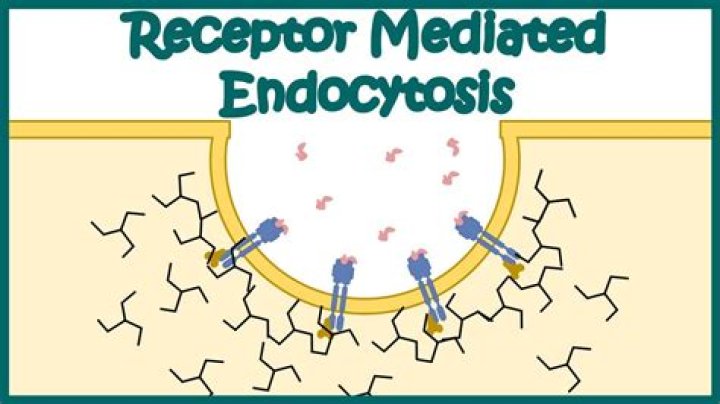 does endocytosis require atp
