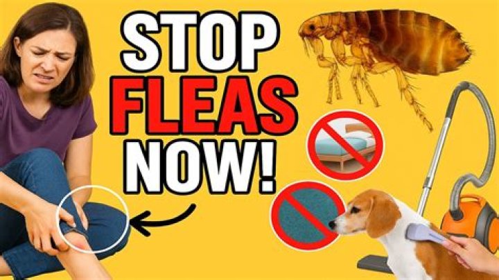 Does garlic keep fleas off dogs