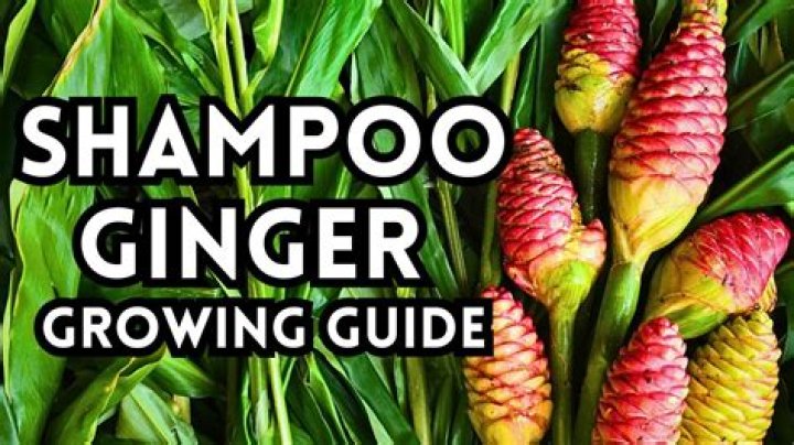 Does Ginger grow in Ontario