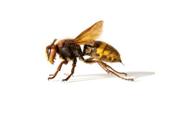 Does killing a hornet attract more