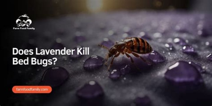 does lavender kill bed bugs