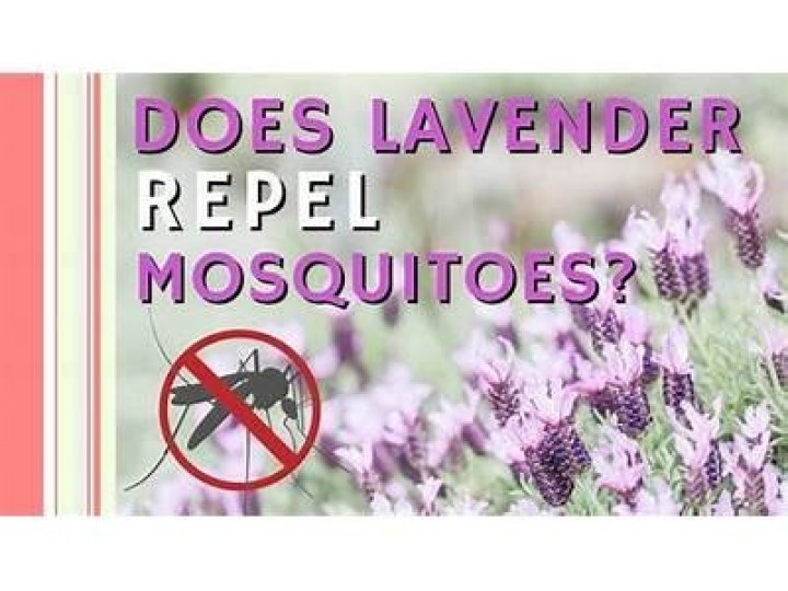 does lavender repel moths