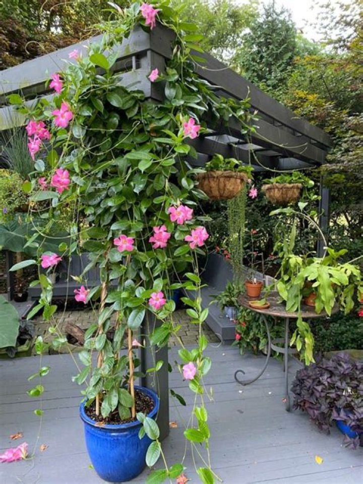 does mandevilla need full sun