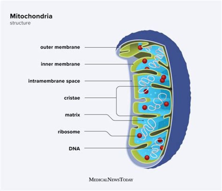 Does mitochondria have a lumen?