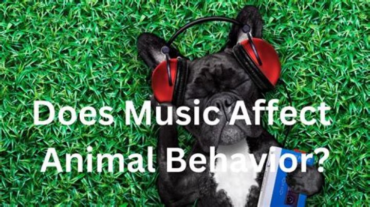 does music affect animal behavior