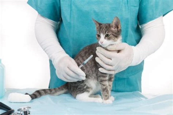 Does my cat need a feline distemper shot?