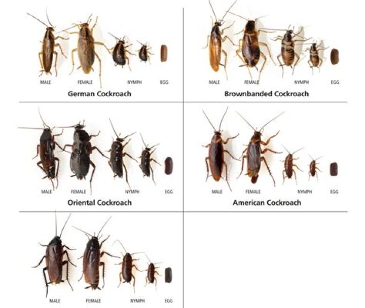 does permethrin kill roaches