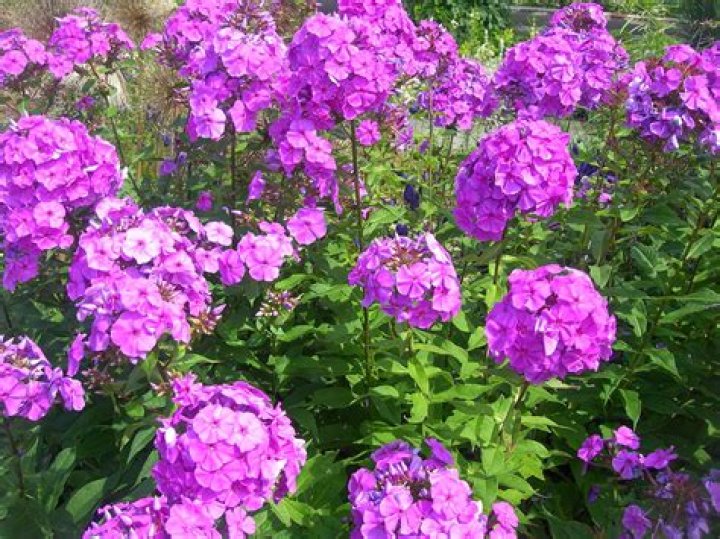 Does Phlox grow wild