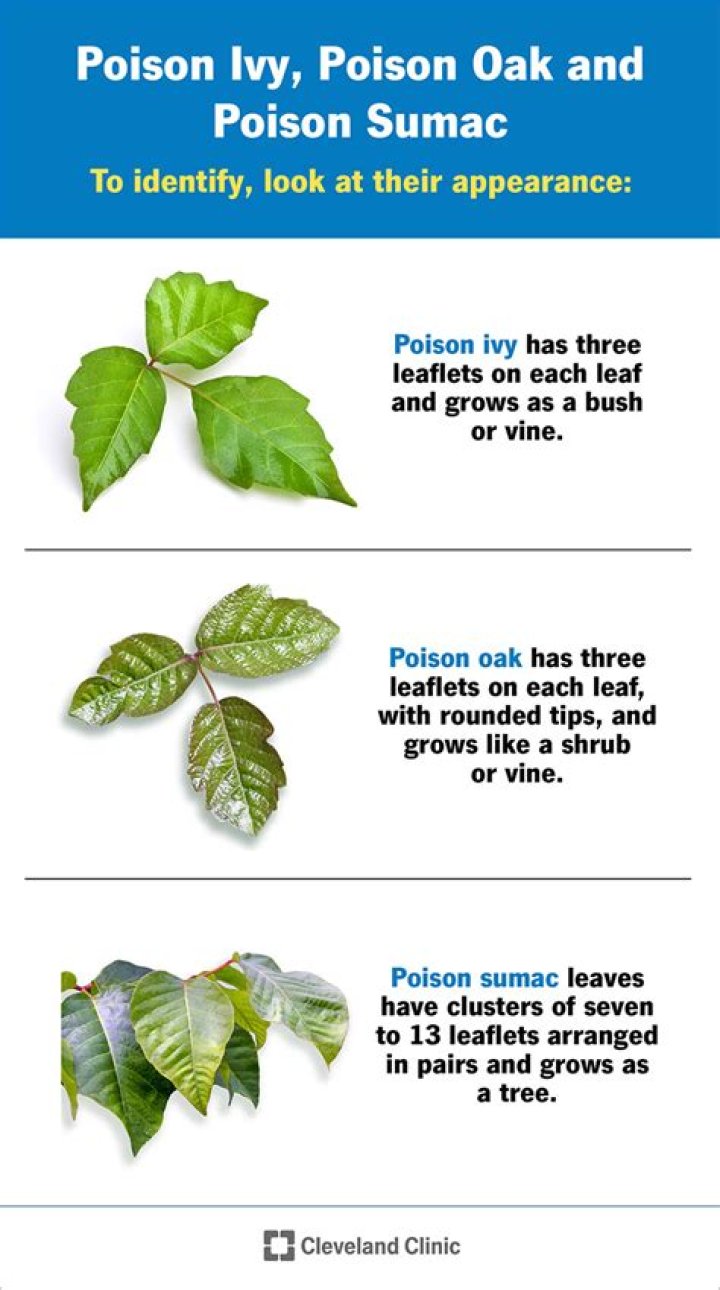 Does Poison Sumac have jagged edges