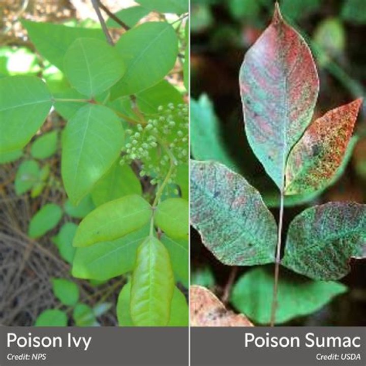 Does Poison Sumac have serrated leaves