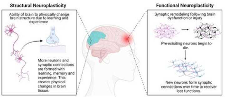 Does THC increase neurogenesis?