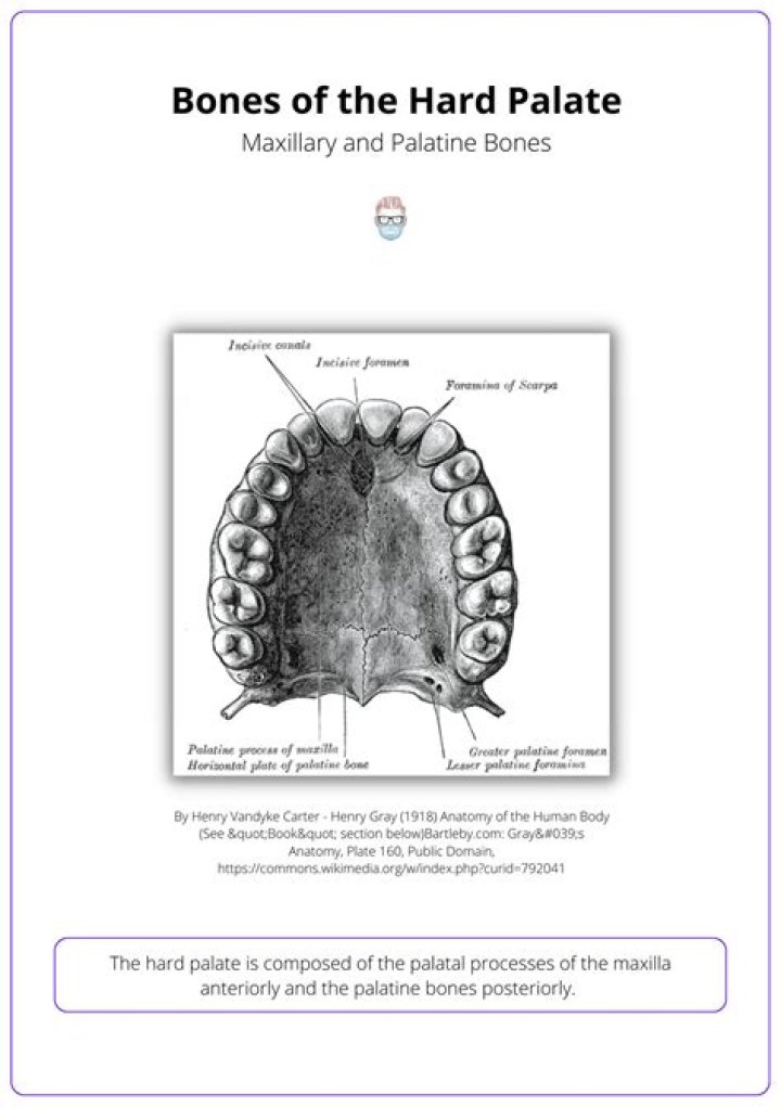 Does the hard palate have Salivary Glands?