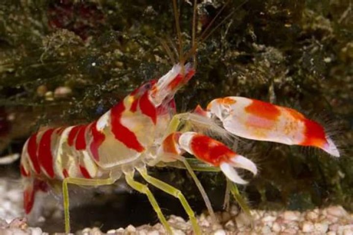 Does the snapping shrimp benefit from the gobies actions