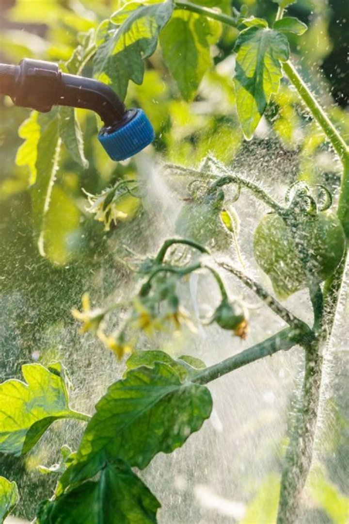 Does tomato leaf spray kill aphids