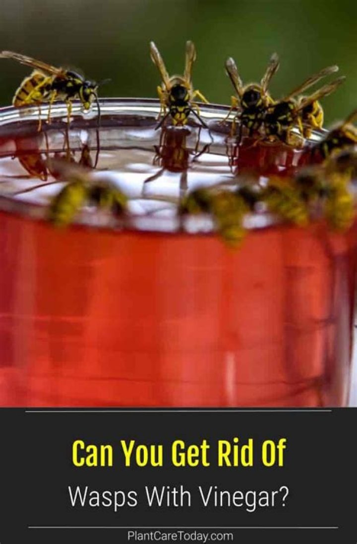 does vinegar kill wasps