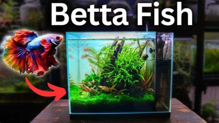 Does Walmart still sell betta fish?