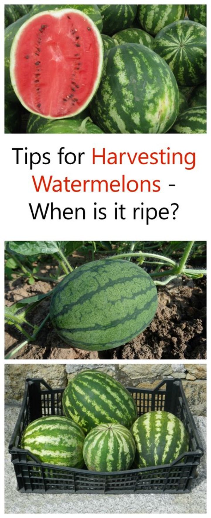 Does watermelon ripen off the vine