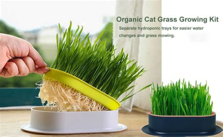 Does wheatgrass grow back? | ContextResponse.com