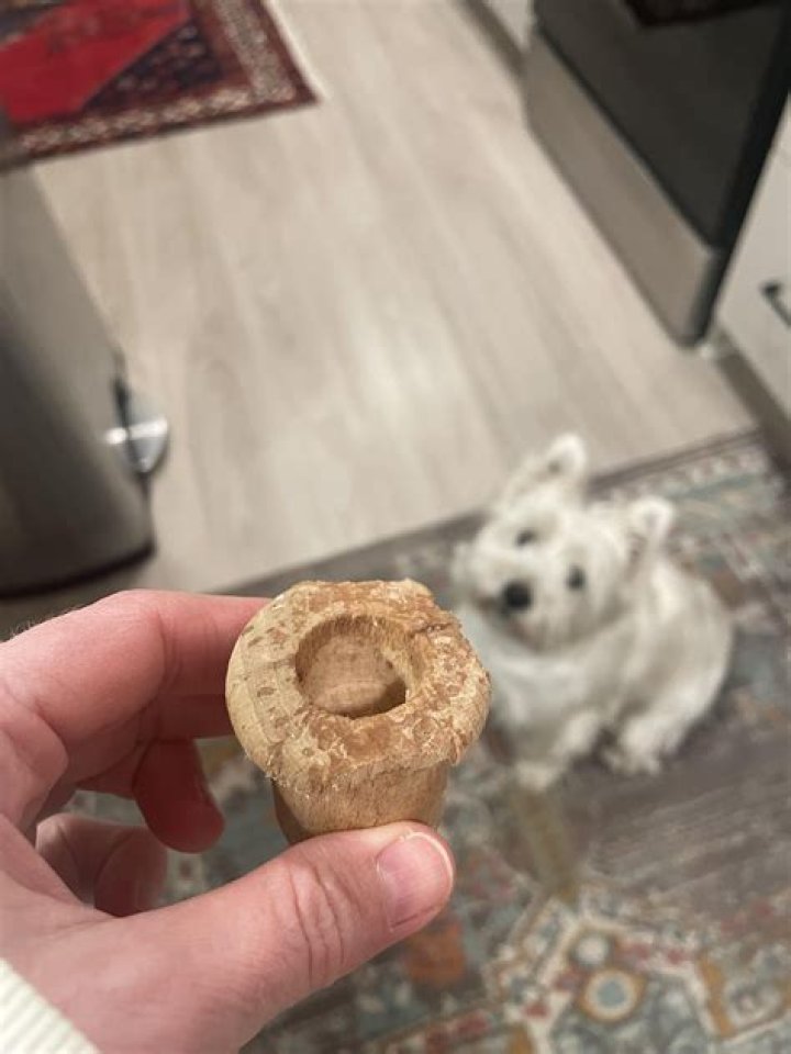 dog ate wood chips