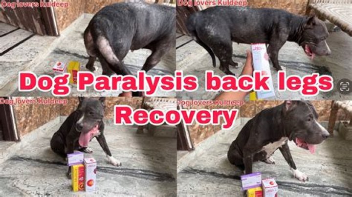 dog paralysis back legs recovery