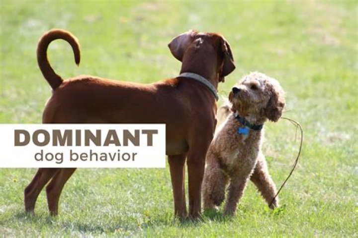 dog standing on another dog’s back