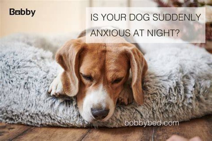 dog suddenly anxious at night