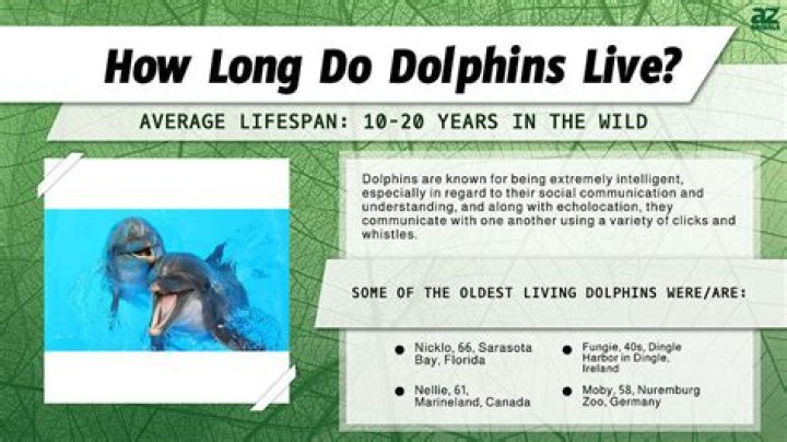 dolphin lifespan