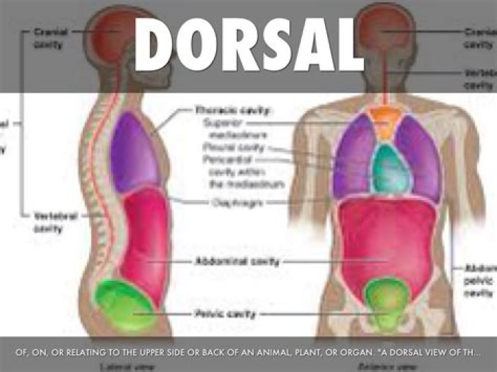 dorsal part of body