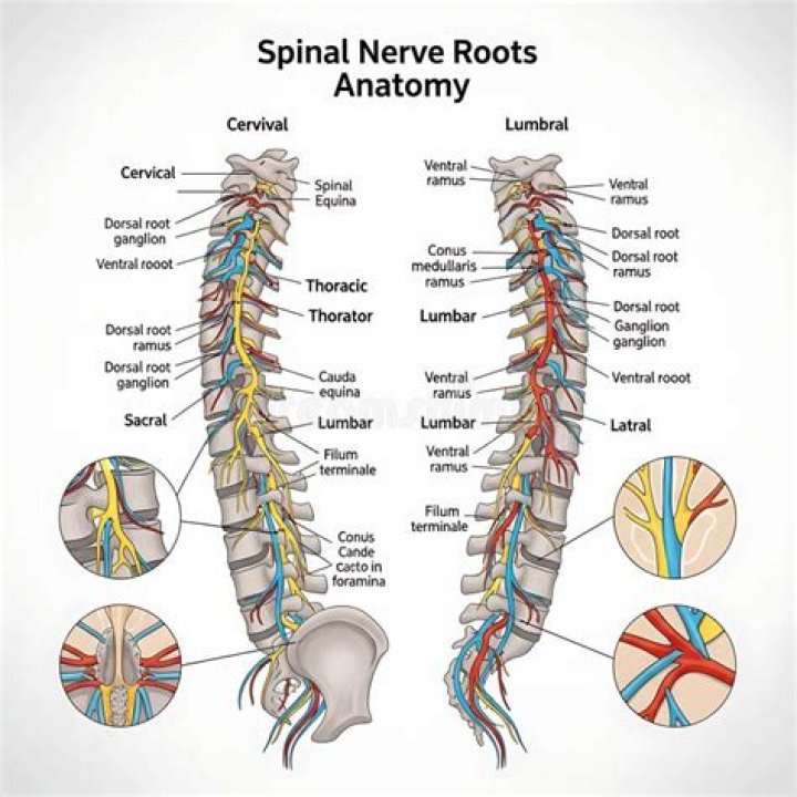 dorsal roots of spinal nerves are