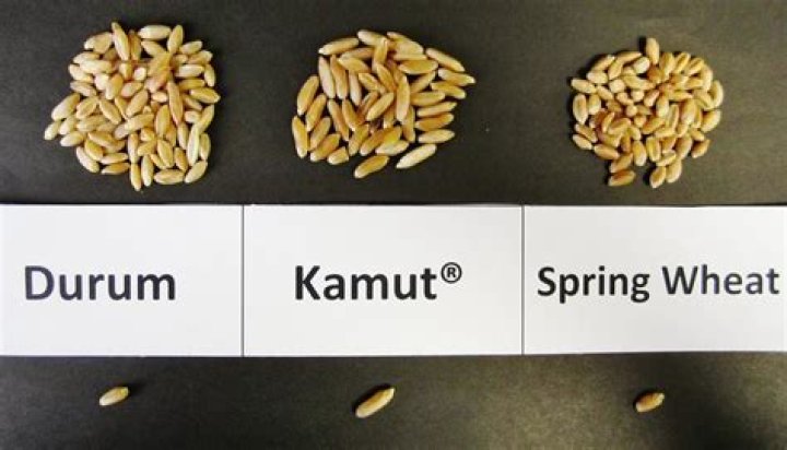 durum wheat vs common wheat