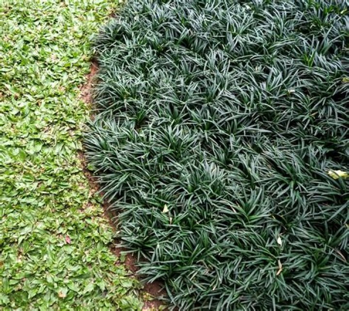 dwarf mondo grass
