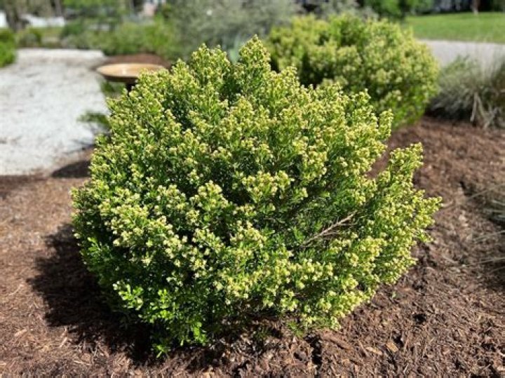 dwarf yaupon holly