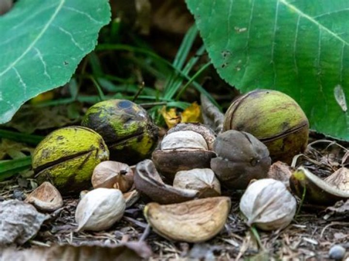 edible nut of the hickory tree