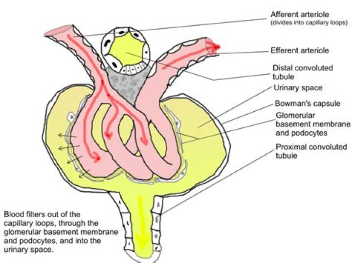 efferent and afferent arteriole