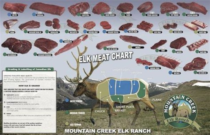 elk meat cuts
