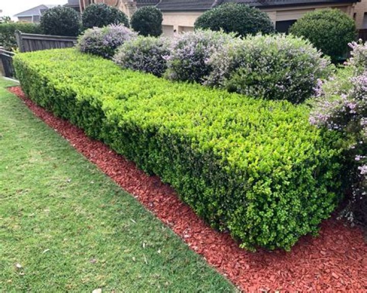 english box hedge spacing