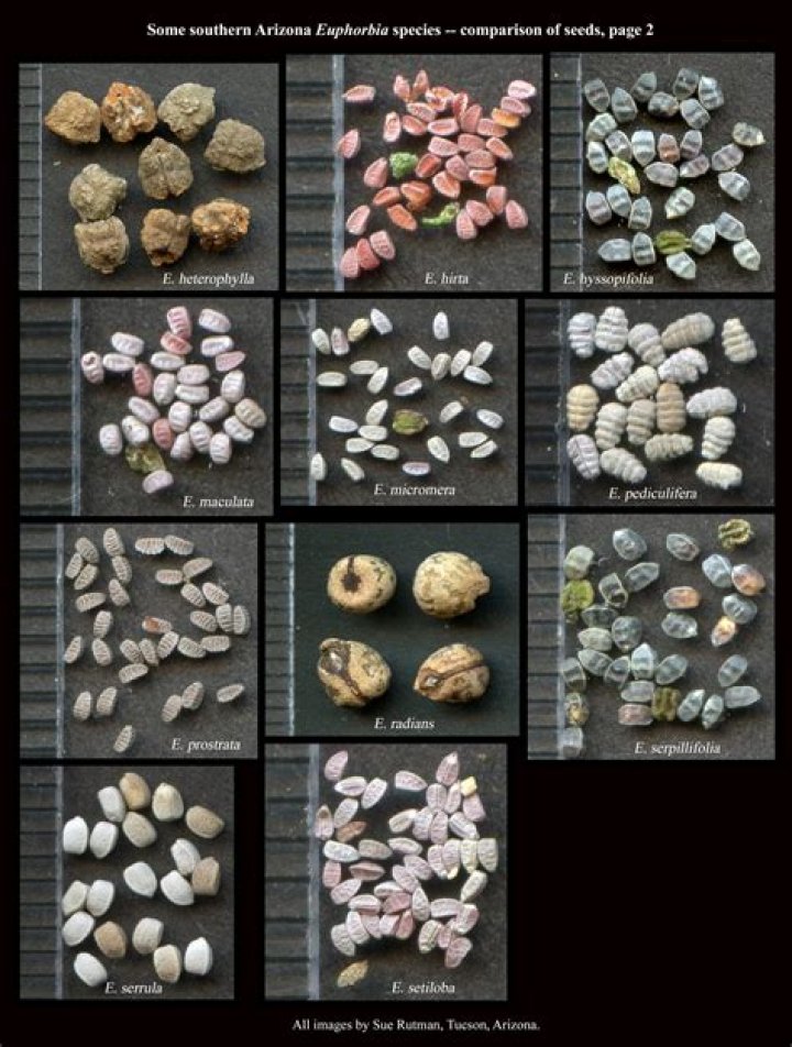 euphorbia seeds